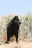 SCHIPPERKE 084